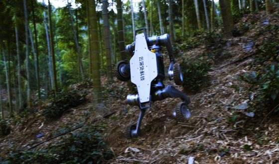 3522浦京集团山猫